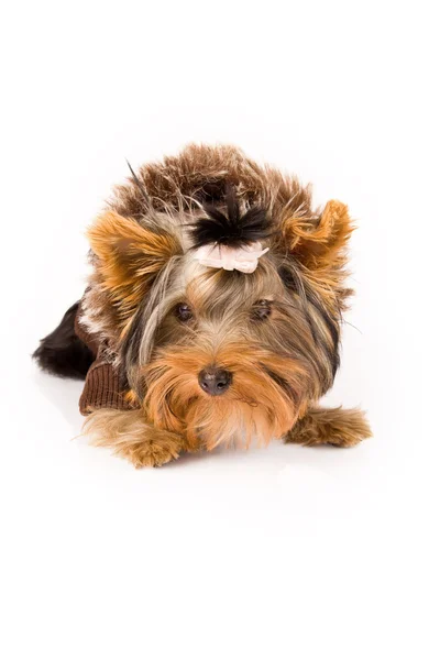 Yorkshire Terrier with brown winter jacket - Dog — Stock Photo, Image