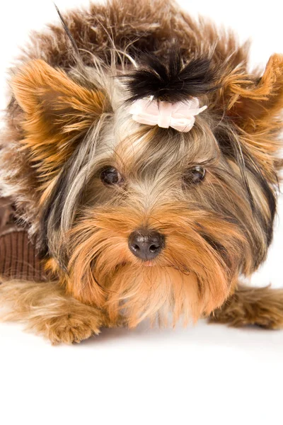 Yorkshire Terrier with brown winter jacket - Dog — Stock Photo, Image