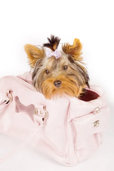 stock image Yorkshire terrier inside the bag