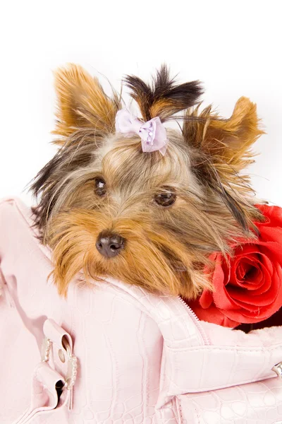 stock image Yorkshire terrier inside the bag