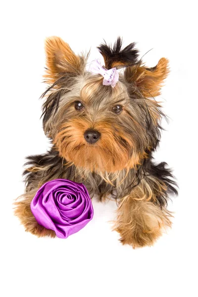 Yorkshire terrier met rose - hond — Stockfoto