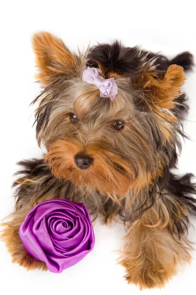 stock image Yorkshire Terrier with rose - Dog