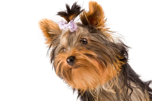 Yorkshire Terrier - Dog — Stock Photo, Image