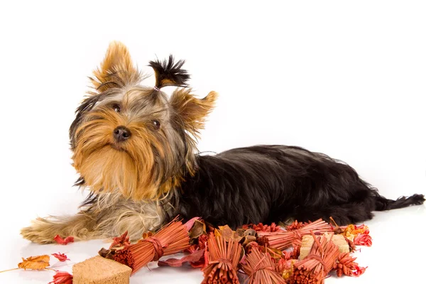 Yorkshire Terrier - Cane — Foto Stock