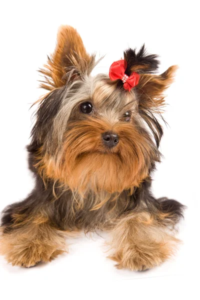 ヨークシャー テリア - 犬 ストック写真