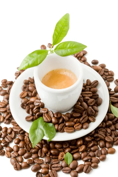 Espresso z zielonych liści na białym tle — Zdjęcie stockowe