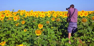 Ayçiçeği alanında fotoğrafçı