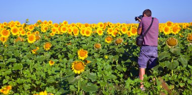 Photographer in a Sunflower Field clipart