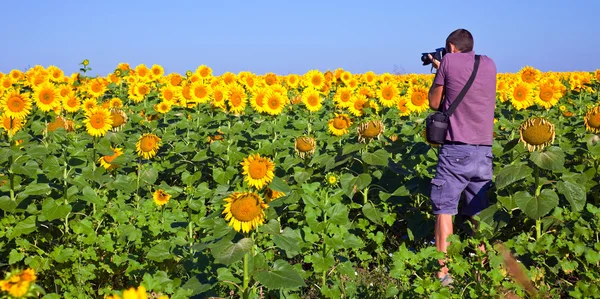 Photographer in a Sunflower Field — Stock Photo, Image