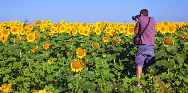 Photographer in a Sunflower Field