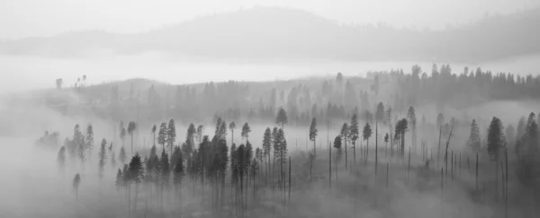 Yosemite lesa v oblacích — Stock fotografie