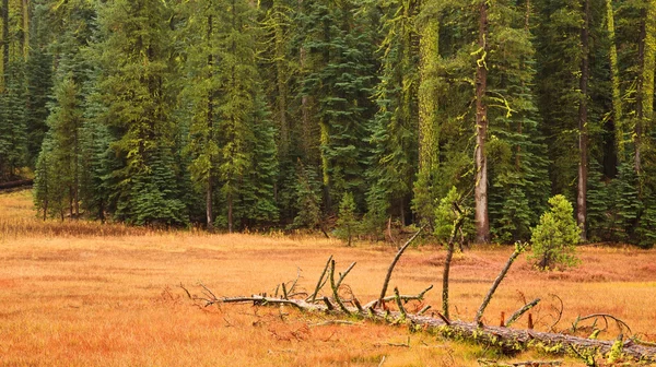Yosemite esik jelenet — Stock Fotó