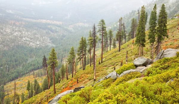 Forêt clairsemée de Yosemite — Photo
