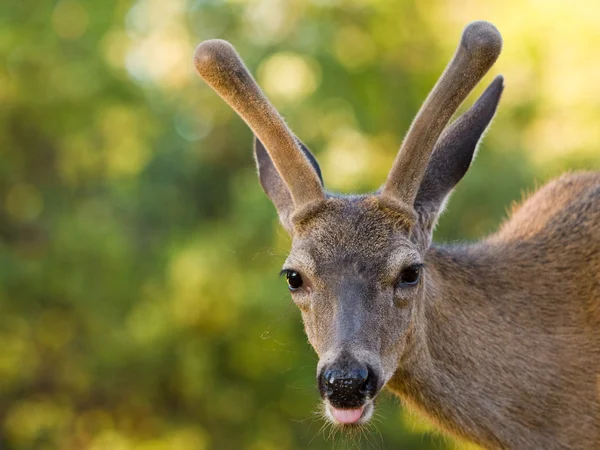 その舌を突き出て blacktail 鹿 — ストック写真