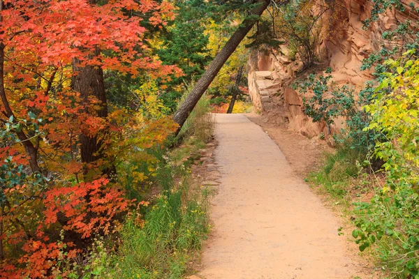 Lesní cesta na podzim — Stock fotografie