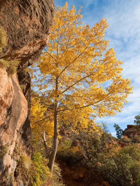 Fall Colors at Zion — Stock Photo, Image