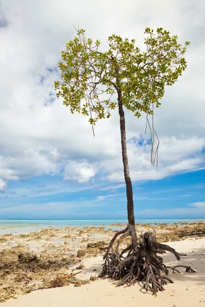 Самотній Мангрові Дерева Vijaynagar Пляж Острові Havelock Andman Островів Індія — стокове фото