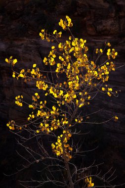 Backlit tree in fall colors at Zion Canyon, Utah. clipart