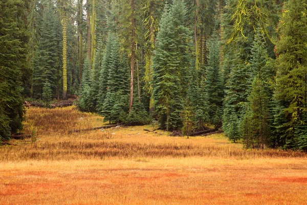 Yosemite rét és erdő — Stock Fotó