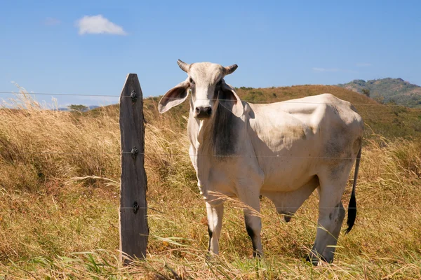 Weißer Bulle auf einem Bauernhof — Stockfoto