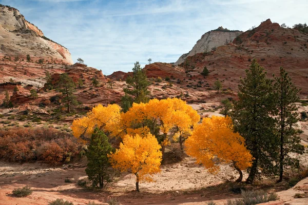 Herfst kleuren in zion — Stockfoto