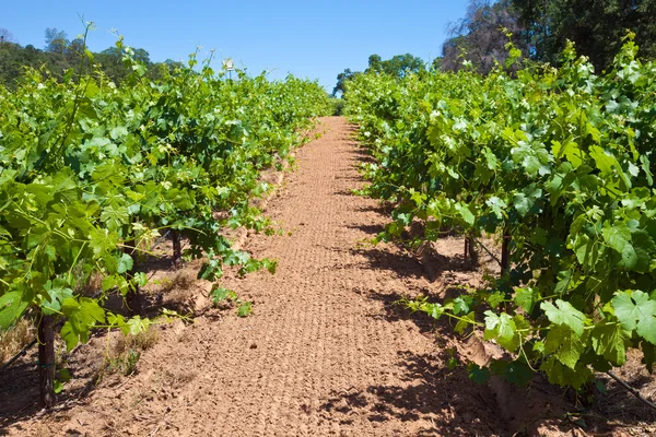 Californië wijngaard — Stockfoto