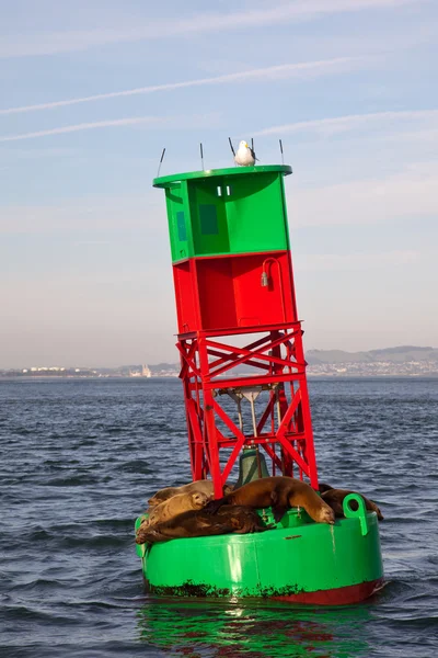 Sea Lions on a Buoy — Stock Photo, Image