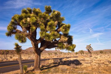 Large Joshua Tree clipart