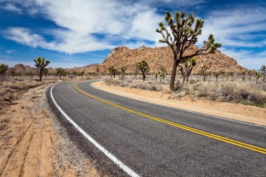 Joshua tree yolu