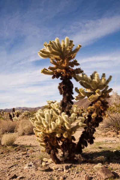 Skákání kaktusu cholla — Stock fotografie