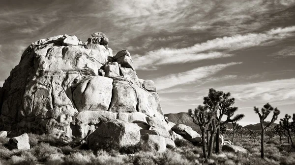 Joshua tree panorama in zwart-wit — Stockfoto