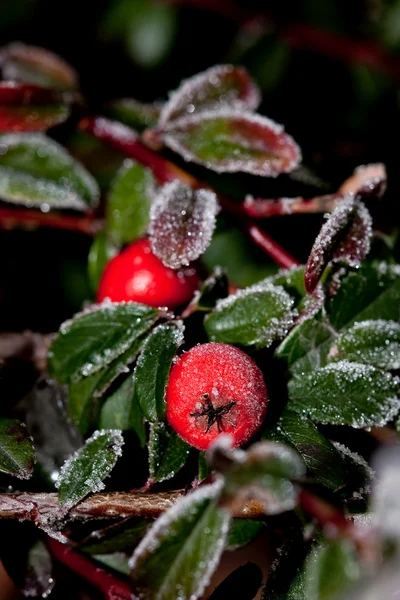 Beyaz Frost Üzerinde Kırmızı Holly Karpuzu — Stok fotoğraf