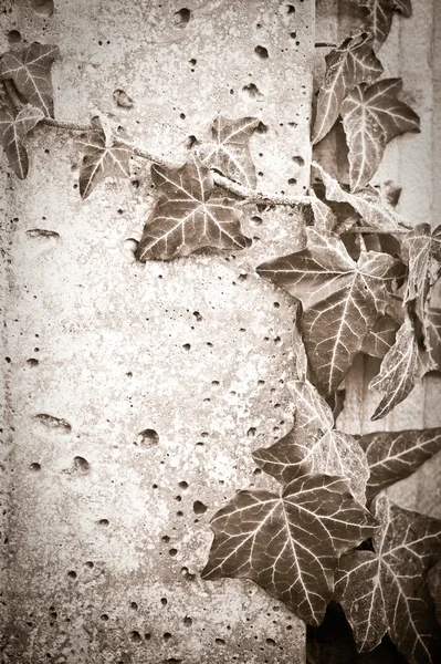 Grunge Ivy — Stock Photo, Image