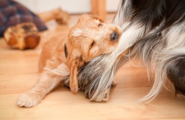 Playful spaniel puppy biting the leg of a larger dog clipart