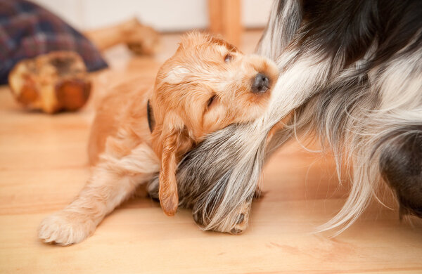 Playful spaniel puppy biting the leg of a larger dog
