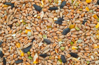 Seeds and grain clipart