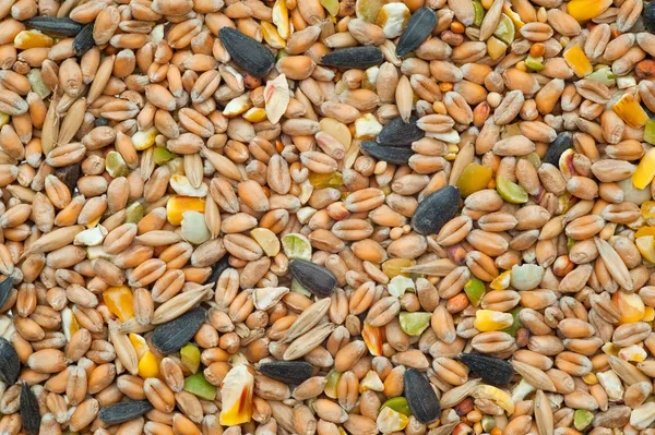 Sementi e cereali — Foto Stock