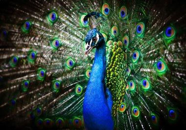 Beautiful peacock clipart