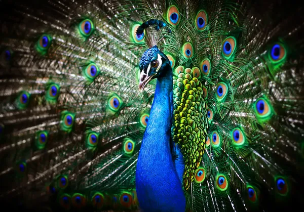 Mooie peacock Stockfoto