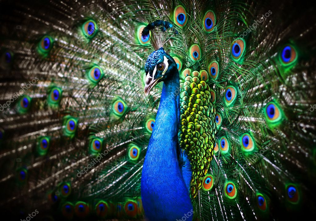 depositphotos_4306963-stock-photo-beautiful-peacock.jpg