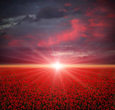 Poppies field at sunset clipart