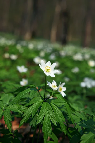 Anemone Sylvestris Erste Frühlingsblumen — Stockfoto