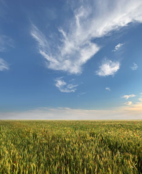 stock image Wheat field and blue sky with clouds