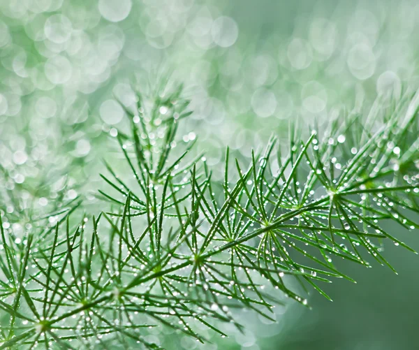 Rain Drops Foliage Defocused Background — Stock Photo, Image