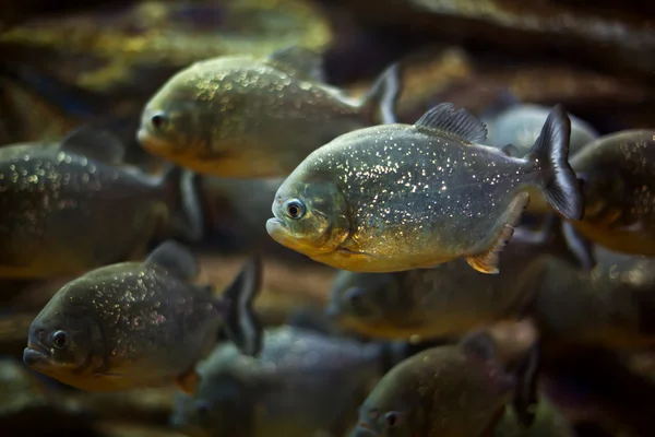 Piranha Fish Natural Environment — Stock Photo, Image