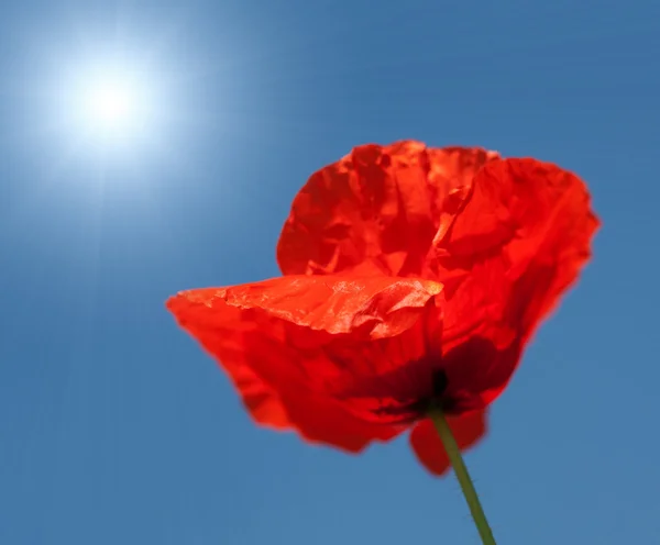 Poppy Sun Blue Sky — Stock Photo, Image
