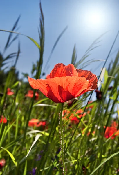 Poppy Field Background Sunlight — Stock Photo, Image