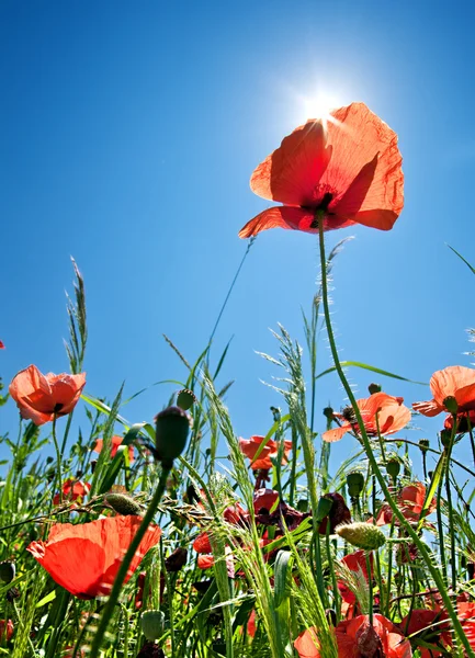 Poppy field background — Stock Photo, Image