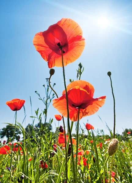 Poppy Field Background Sunlight — Stock Photo, Image
