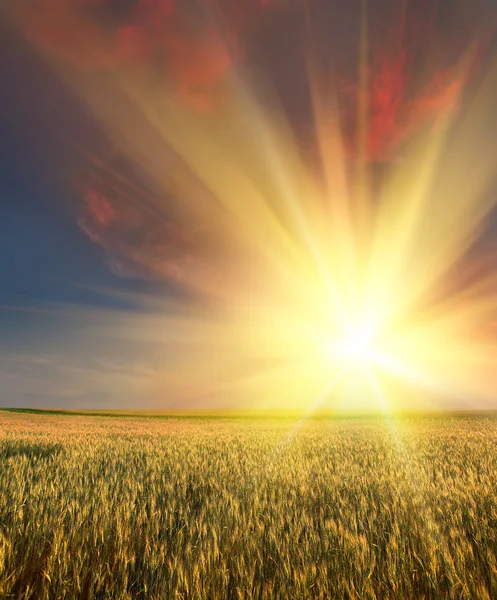 Пшеничне Поле Небом Заходу Сонця Задньому Плані — стокове фото